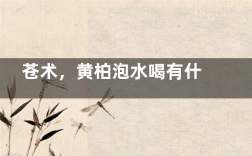 苍术，黄柏泡水喝有什么功效 黄来自柏苍术薄荷泡总水可以喝吗？长期喝会不会有什么副作用？